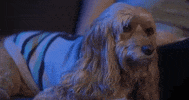 filipamusic dog music video eyes puppy GIF