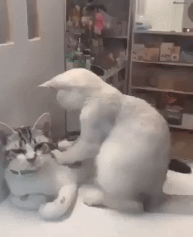 cuteanimalland giphyupload GIF