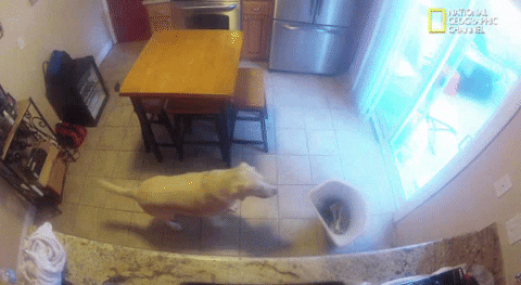 funny dogs GIF by Nat Geo Wild 