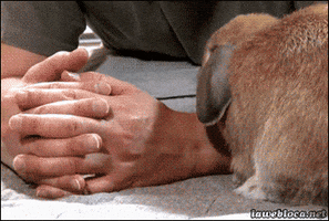 bunny GIF