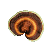 Commons Reishi Sticker by Commons. adaptógenos