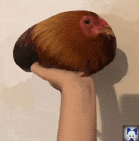 Chicken GIF