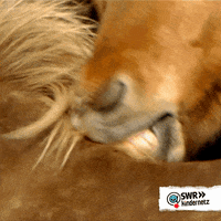 Tiere Bis Unters Dach Horse GIF by SWR Kindernetz