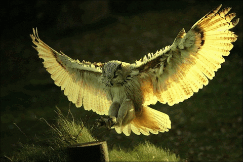 owl GIF