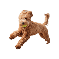 doodlepro fetch goldendoodle labradoodle the doodle pro Sticker