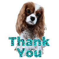 Thanks Sticker by Pimp Yo Pets