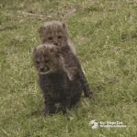 Look Play GIF by San Diego Zoo Wildlife Alliance