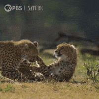 Pbs Nature Play GIF by Nature on PBS