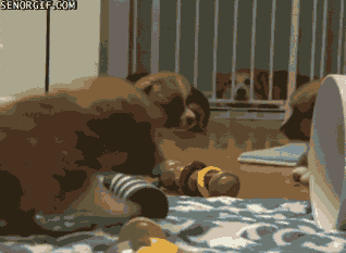 Dogs Puppies GIF
