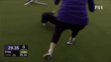 Pink the Border Collie Celebrates a 0-fault Lap