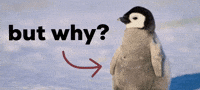 But Why GIF