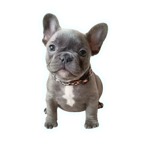 Улыбка Щенок Sticker