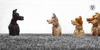 listen wes anderson GIF by Fox Searchlight