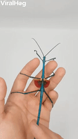Blue Stick Insect Has Beautiful Wings