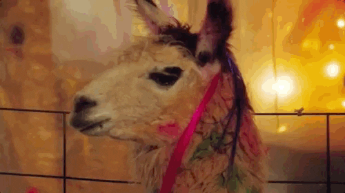 scared famous llama GIF by VH1