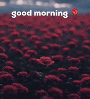 Good Morning GIF