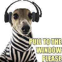 Italian Greyhound Piper Sticker by normanandpiper