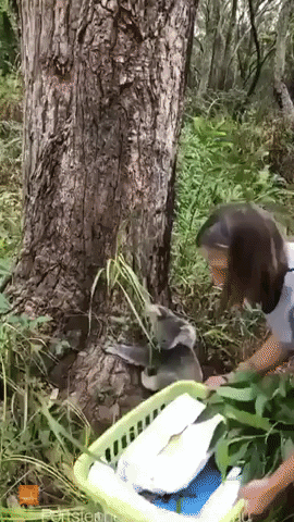 Adorable Koalas Get Released Back Into the Wild
