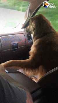 Dog GIF by The Dodo