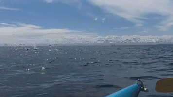 Kayakers Get Up Close and Personal With Pod of Orcas