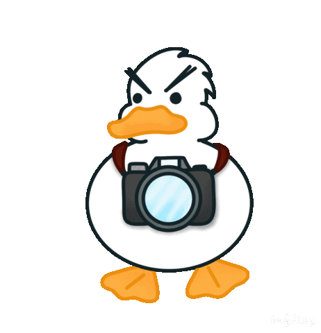 madquacks giphyupload camera flash ducks Sticker