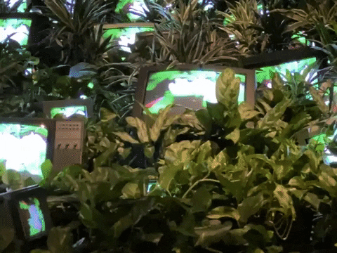 afalconer_design giphygifmaker GIF