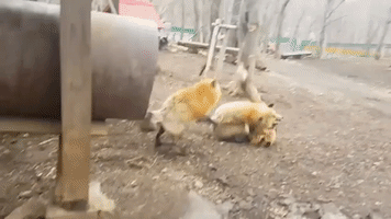 Tourist Captures Foxes in Bizarre Screaming Match
