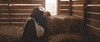 kristen stewart lizzie lizzie borden chlor sevigny GIF
