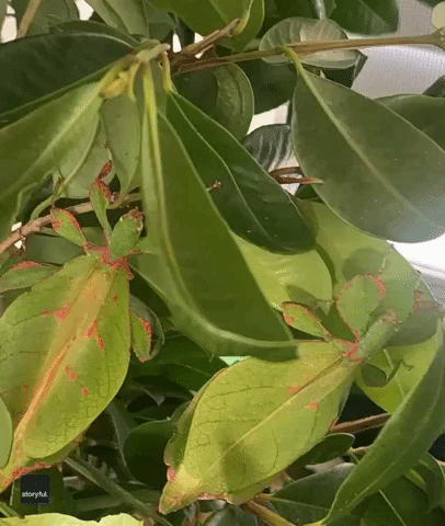 Unbe-leaf-able! Insects Perfectly Blend in With Plant at Queensland Home