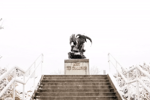 Utah State Bull GIF by Utah State University