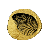 perlamareena shell perla mareena Sticker