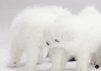 Kate Spade Dog GIF by kate spade new york