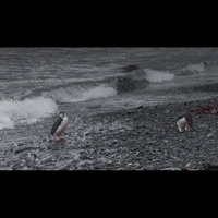 BlueMarineF ocean marine conservation ocean conservation GIF