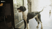 Huntedau GIF by Hunted Australia