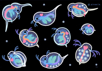 pikaole art animals science bug GIF