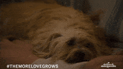 Hallmarkmovies GIF by Hallmark Mystery