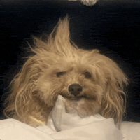 Good Morning Smile GIF