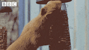 squirrel love GIF by CBBC