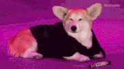 Puppy Deal With It GIF