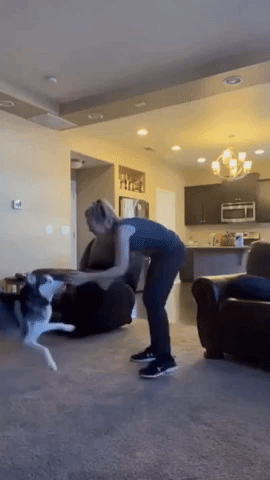 Unbothered Husky Walks Away When Owner Pretends to Faint