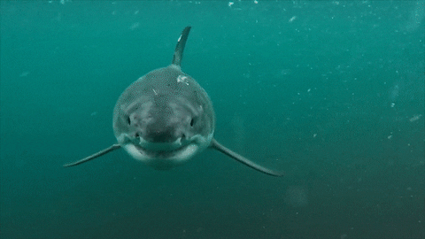 likedhu giphyupload scary shark GIF