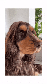 Cockeren_houdini wow omg cute dog looking good GIF