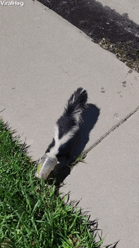 Skunks Lucky Day GIF by ViralHog