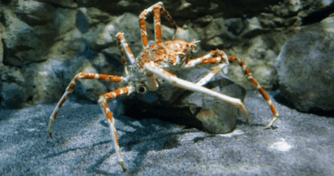 CreatureFeatures giphygifmaker GIF