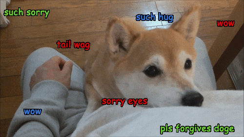 Video gif. We look down at a dog that rests its face on a person's lap and wags its tail. Text, "Such sorry. Such hug. Wow. Tail wag. Wow. Sorry eyes. Please forgive dog."
