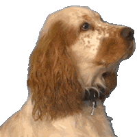 animalis_fr dog disappointed deception priya Sticker
