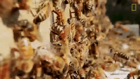 bee honeybee GIF by Nat Geo Wild