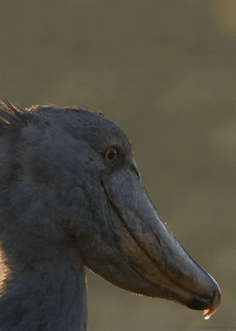 bird shoebill GIF by Head Like an Orange