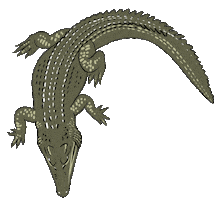Lizard Crocodile Sticker