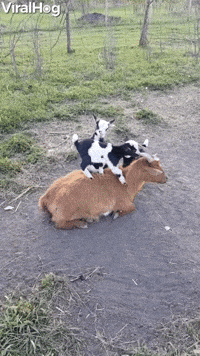 Baby Goats Love Climbing On Mama